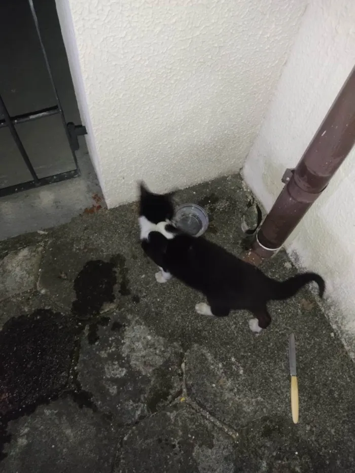 Gato raça SRD-ViraLata idade 2 a 6 meses nome Gata