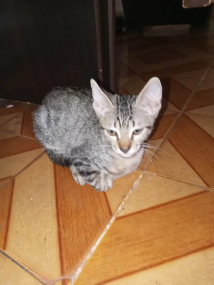 Gato ra a SRD-ViraLata idade Abaixo de 2 meses nome Mimi