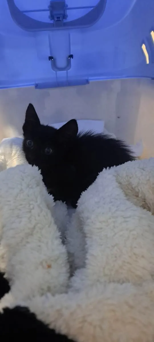 Gato raça SRD-ViraLata idade Abaixo de 2 meses nome Zeca