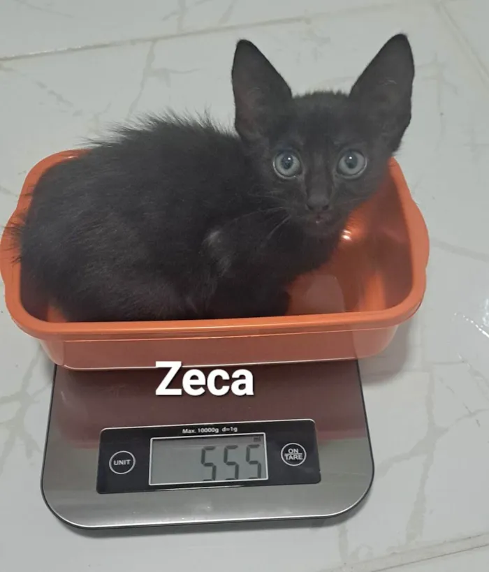 Gato raça SRD-ViraLata idade Abaixo de 2 meses nome Zeca