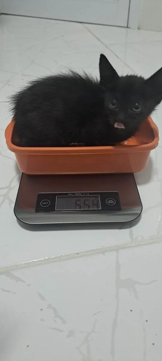 Gato raça SRD-ViraLata idade Abaixo de 2 meses nome Zeca