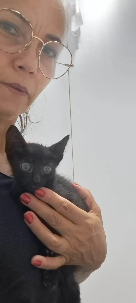 Gato raça SRD-ViraLata idade Abaixo de 2 meses nome Zeca