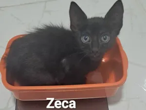Gato raça SRD-ViraLata idade Abaixo de 2 meses nome Zeca