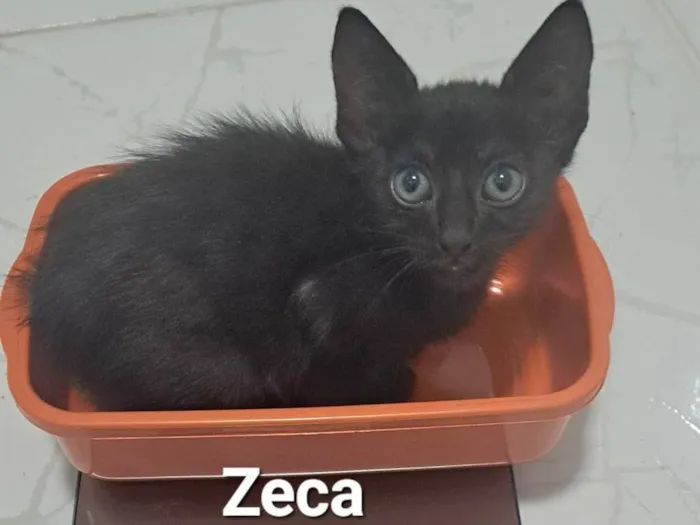 Gato raça SRD-ViraLata idade Abaixo de 2 meses nome Zeca