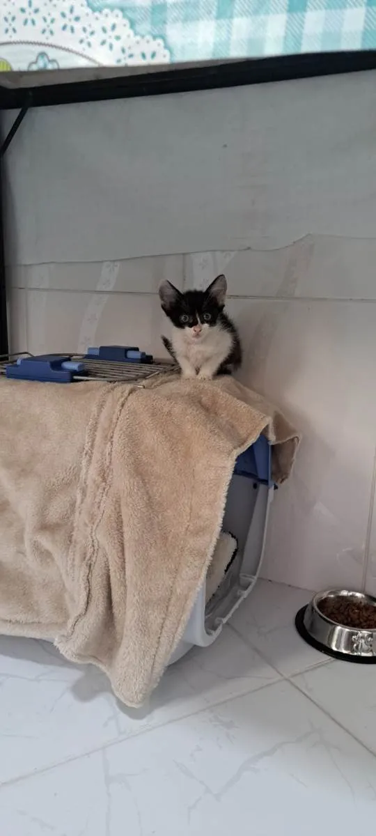 Gato raça SRD-ViraLata idade Abaixo de 2 meses nome Theo