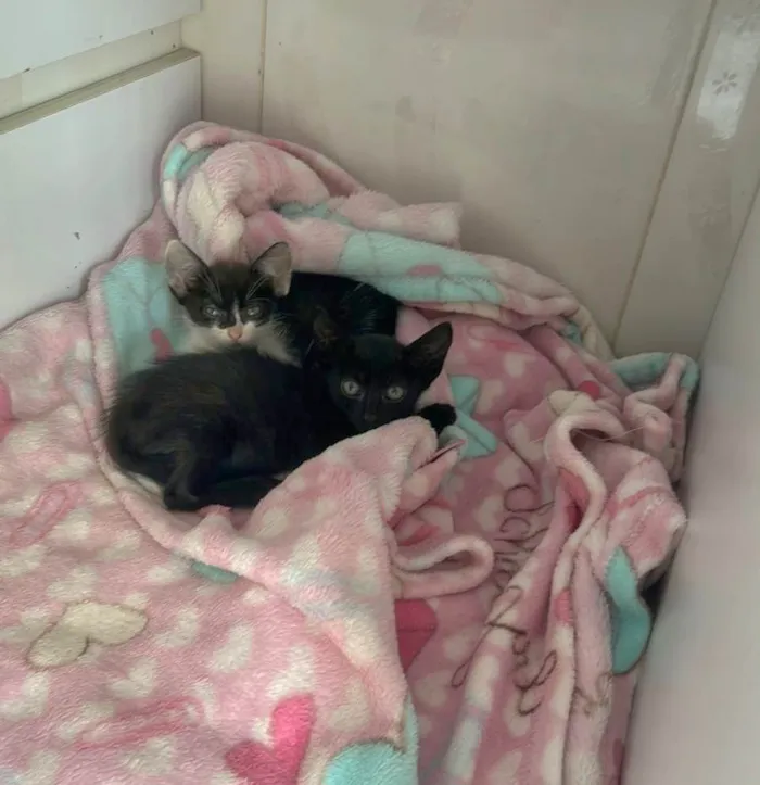 Gato raça SRD-ViraLata idade Abaixo de 2 meses nome Theo