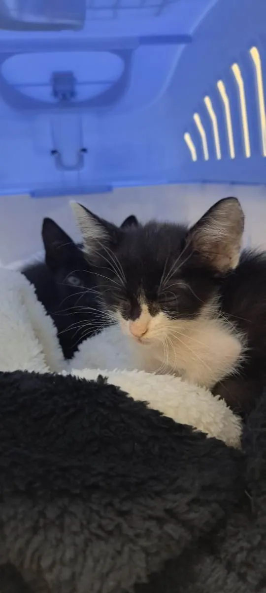 Gato raça SRD-ViraLata idade Abaixo de 2 meses nome Theo