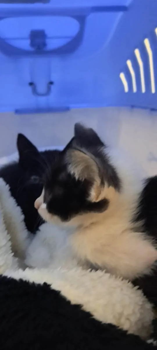 Gato raça SRD-ViraLata idade Abaixo de 2 meses nome Theo