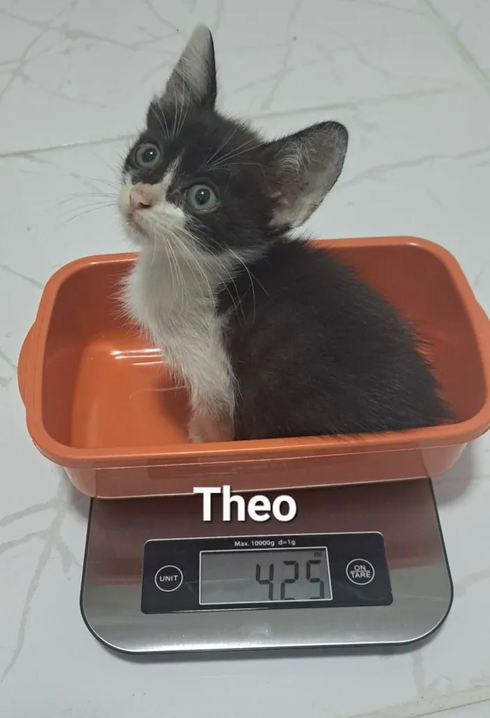 Theo