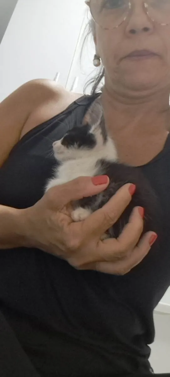 Gato raça SRD-ViraLata idade Abaixo de 2 meses nome Theo