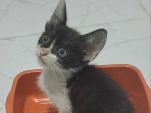 Gato raça SRD-ViraLata idade Abaixo de 2 meses nome Theo
