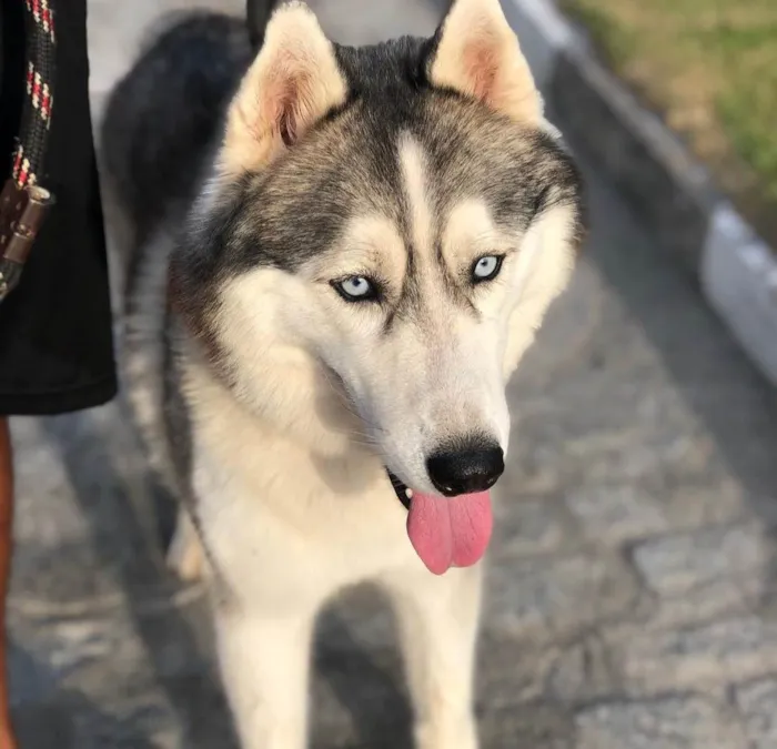 Cachorro raça Husky siberiano idade 3 anos nome Thor