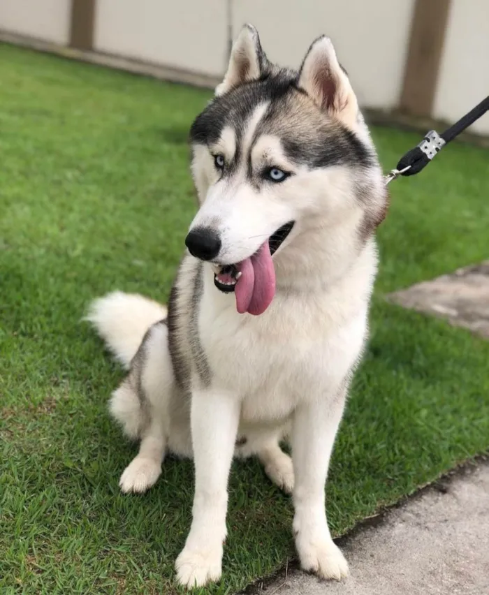 Cachorro raça Husky siberiano idade 3 anos nome Thor