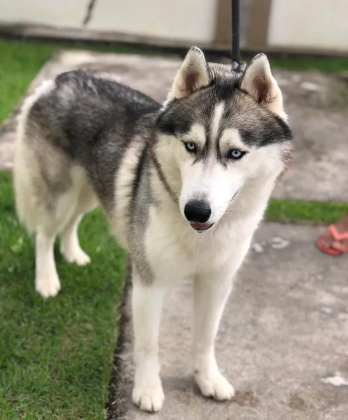 Cachorro raça Husky siberiano idade 3 anos nome Thor
