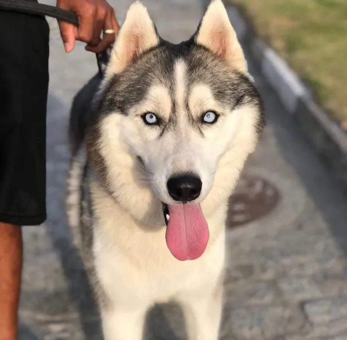 Cachorro raça Husky siberiano idade 3 anos nome Thor