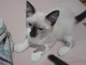 Gato raça Siamês  idade 2 a 6 meses nome Aurora