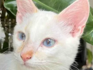 Gato raça Mestico  idade 2 a 6 meses nome Léo 