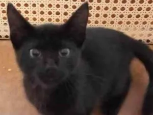 Gato raça SRD-ViraLata idade 2 a 6 meses nome Pandora