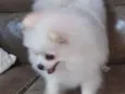 Léo 