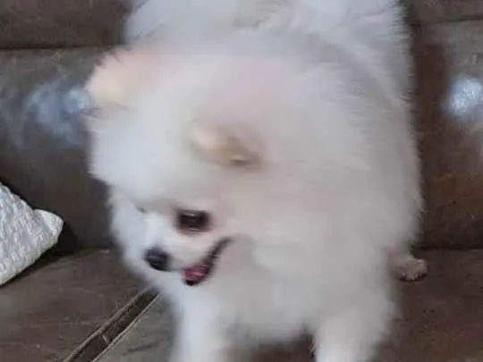 Cachorro ra a Lulu da pomerania  idade 1 ano nome Léo 