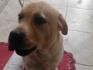 Cachorro raça Lavrador  idade 5 anos nome Bruce 