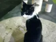 Gata