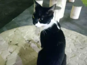 Gato raça SRD-ViraLata idade 2 a 6 meses nome Gata