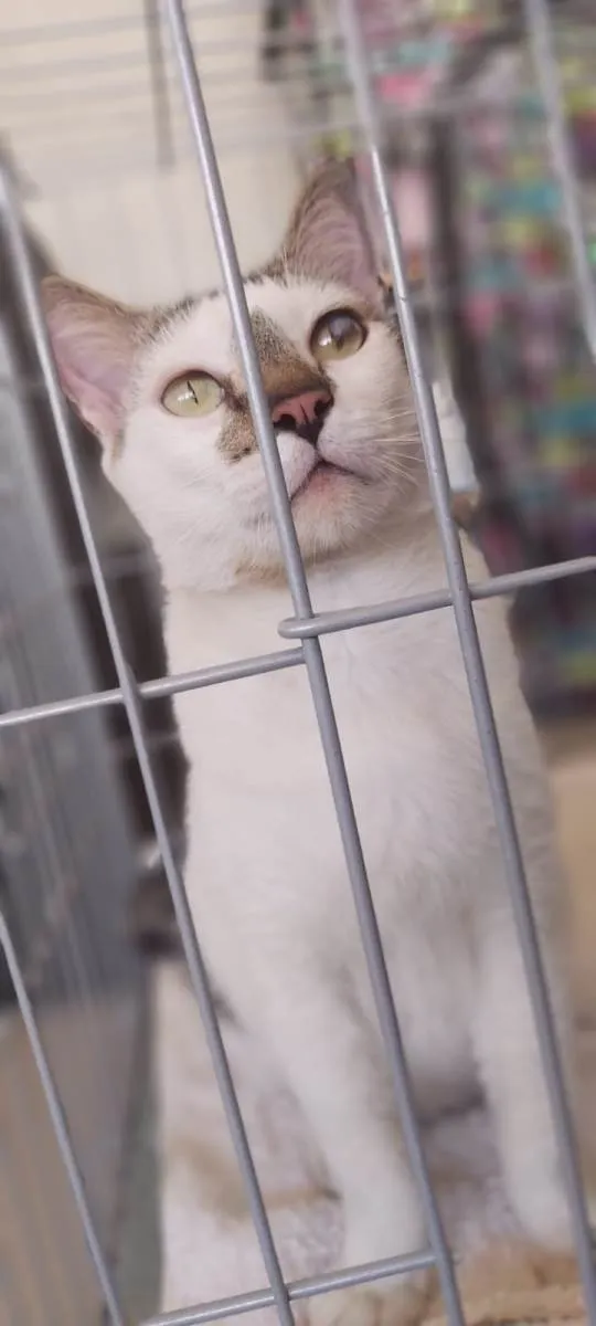 Gato ra a srd bicolor  idade 2 anos nome SADAN