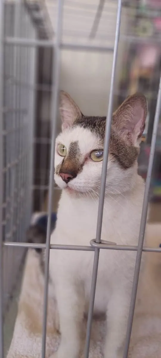 Gato ra a srd bicolor  idade 2 anos nome SADAN