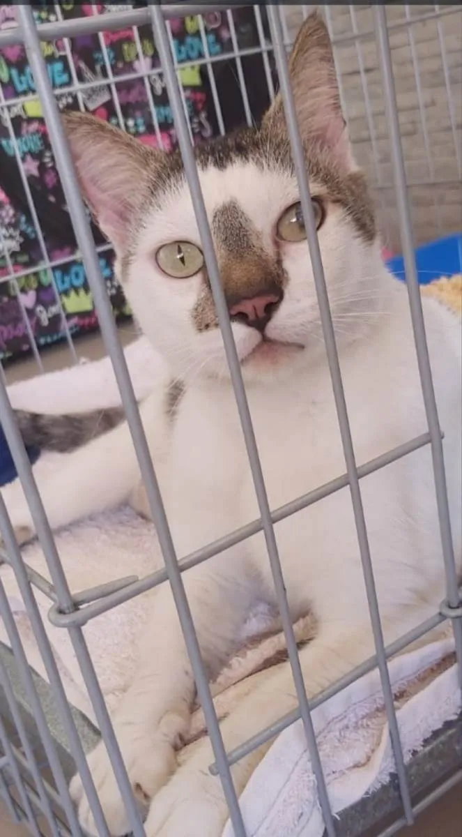 Gato ra a srd bicolor  idade 2 anos nome SADAN