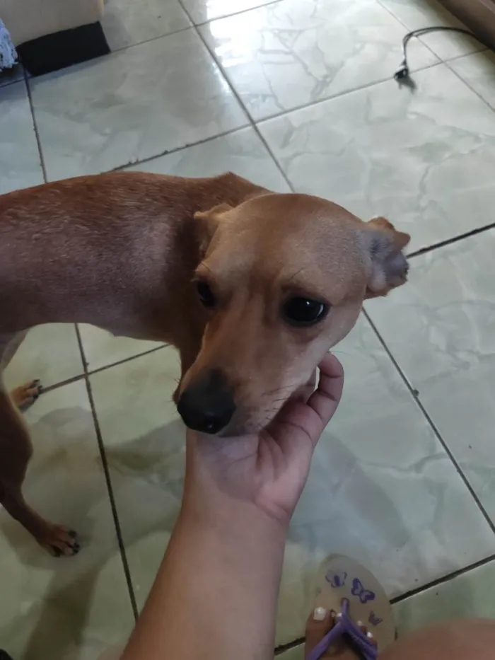 Cachorro ra a Pinscher idade 1 ano nome Dory