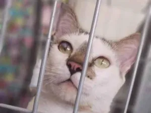 Gato raça srd bicolor  idade 2 anos nome SADAN