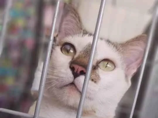 Gato ra a srd bicolor  idade 2 anos nome SADAN
