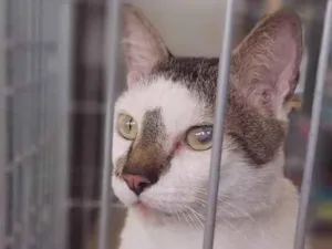 Gato raça srd bicolor  idade 2 anos nome SADAN