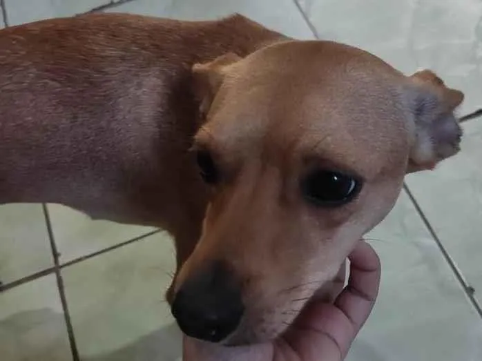 Cachorro ra a Pinscher idade 1 ano nome Dory