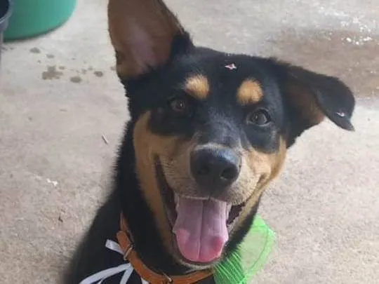 Cachorro ra a SRD-ViraLata idade 7 a 11 meses nome Vivi