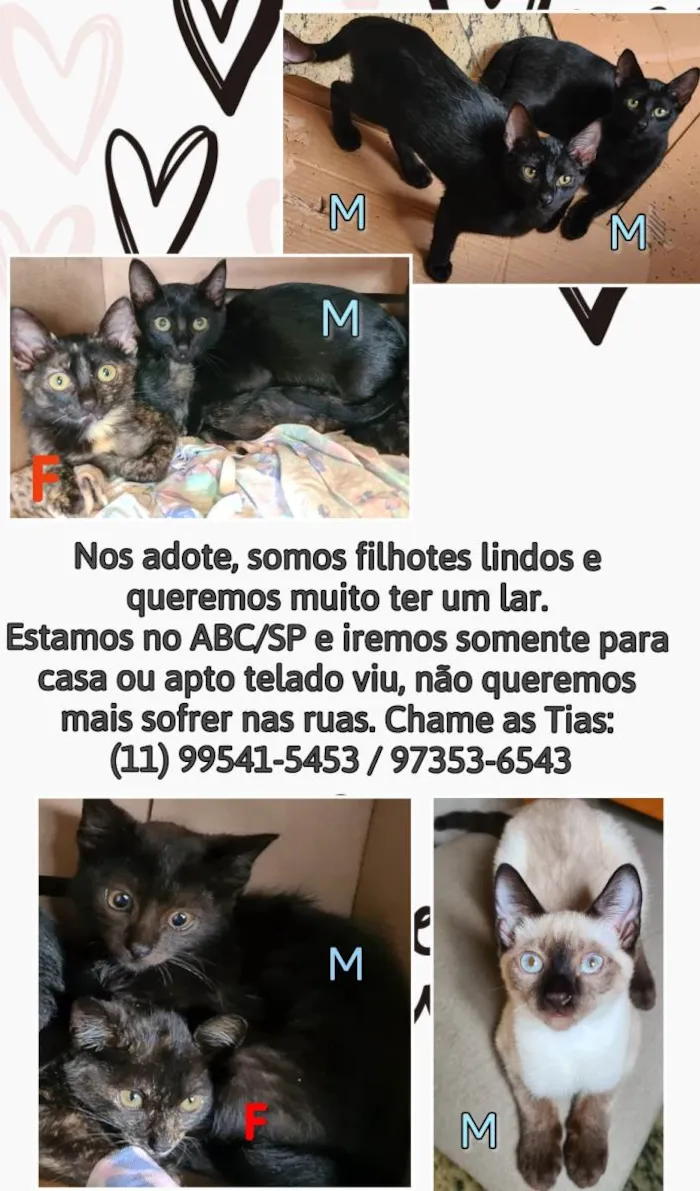 Gato raça Srd idade 2 a 6 meses nome Hugo, Zé, Luiz, pretinhos e escaminhas