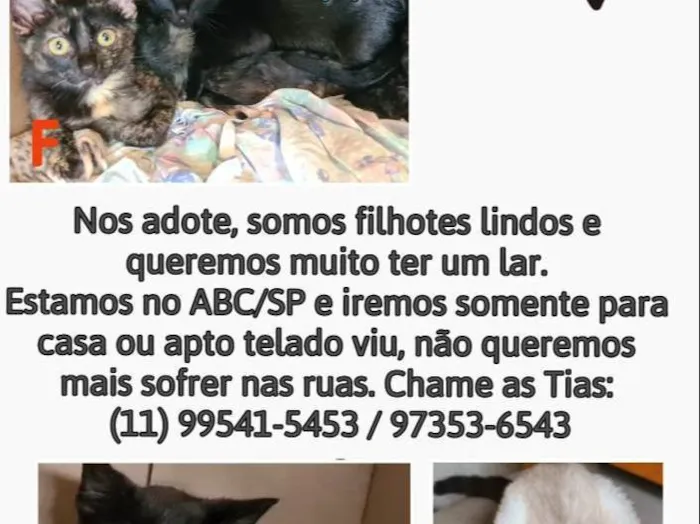 Gato raça Srd idade 2 a 6 meses nome Hugo, Zé, Luiz, pretinhos e escaminhas