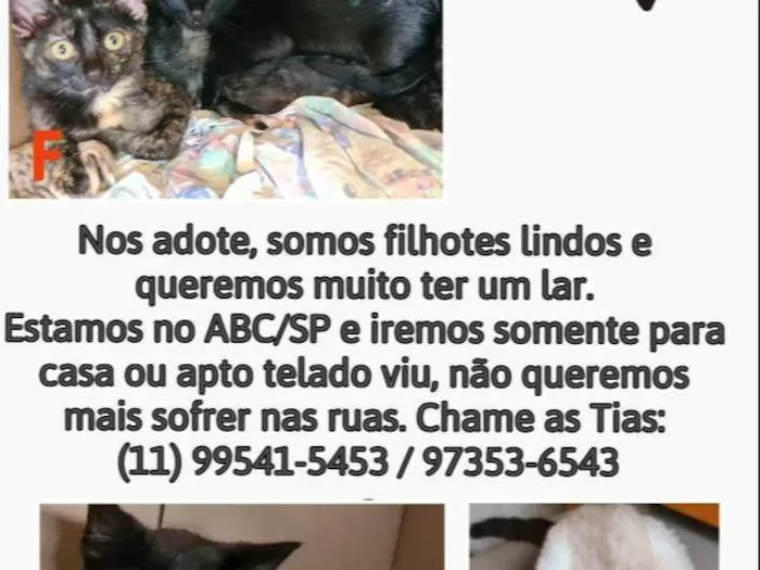 Gato raça Srd idade 2 a 6 meses nome Hugo, Zé, Luiz, pretinhos e escaminhas