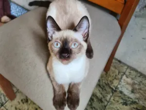 Gato raça Srd idade 2 a 6 meses nome Hugo, Zé, Luiz, pretinhos e escaminhas