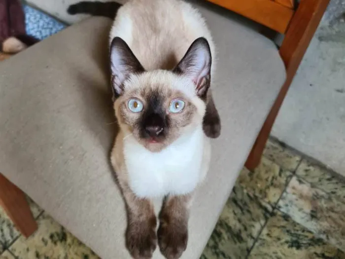 Gato raça Srd idade 2 a 6 meses nome Hugo, Zé, Luiz, pretinhos e escaminhas