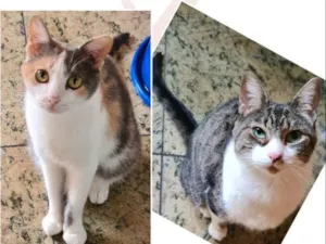Gato raça Srd idade 1 ano nome Meninas lindas