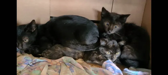 Gato ra a Srd idade 2 a 6 meses nome Filhotes