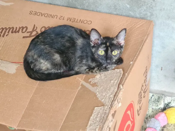 Gato ra a Srd idade 2 a 6 meses nome Filhotes