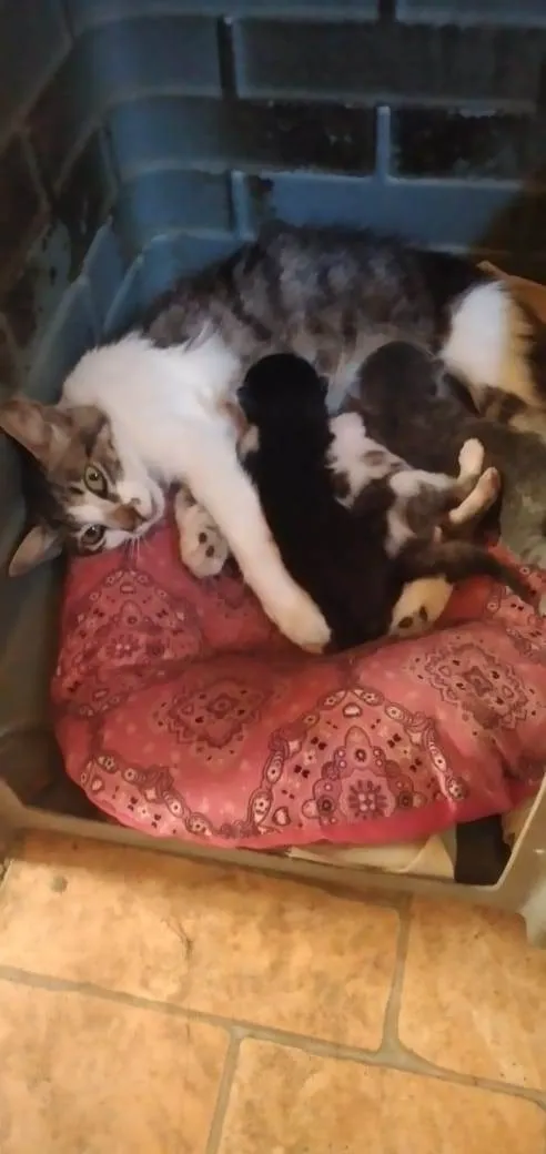 Gato ra a  idade Abaixo de 2 meses nome Filhotes 