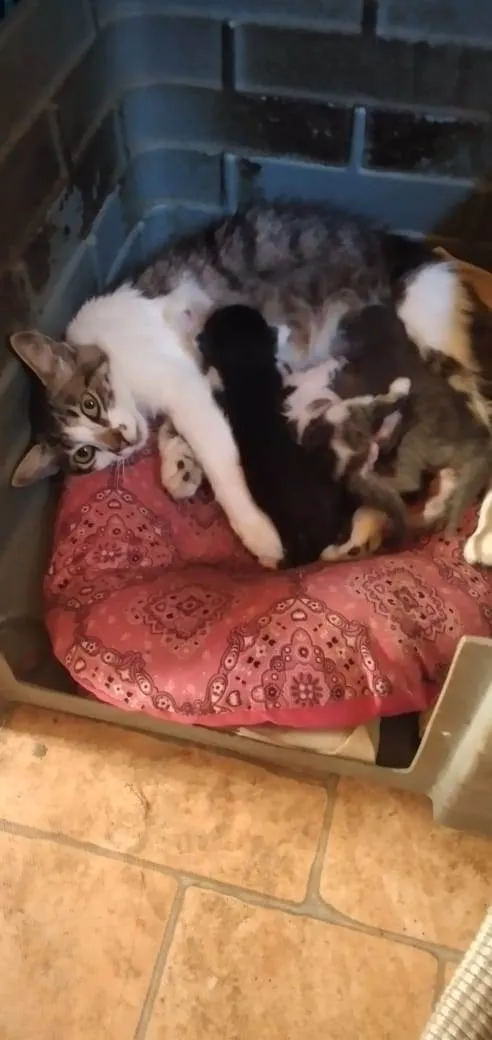 Gato ra a  idade Abaixo de 2 meses nome Filhotes 