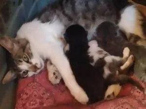 Gato raça  idade Abaixo de 2 meses nome Filhotes 