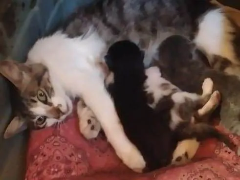 Gato ra a  idade Abaixo de 2 meses nome Filhotes 