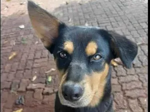 Cachorro raça SRD-ViraLata idade 7 a 11 meses nome Vivi