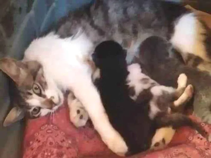 Gato ra a  idade Abaixo de 2 meses nome Filhotes 